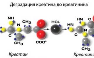 Креатинин  в крови повышен: причины отклонения от нормы и способы снижения уровня креатинина
