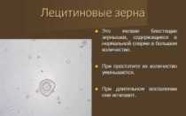 Лецитиновые зерна в секрете простаты: норма и отклонения